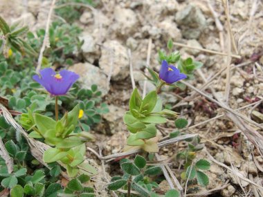 Kızıl farekulağı, Lysimachia arvensis veya Anagallis arvensis mor çiçekleri