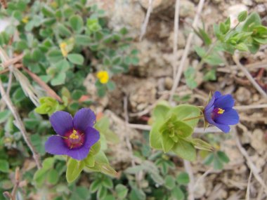 Kızıl farekulağı, Lysimachia arvensis veya Anagallis arvensis mor çiçekleri