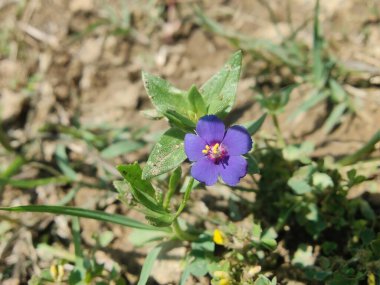 Kızıl farekulağı, Lysimachia arvensis veya Anagallis arvensis mor çiçekleri
