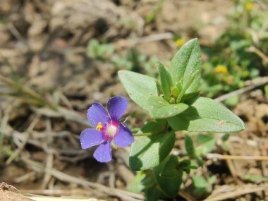 Kızıl farekulağı, Lysimachia arvensis veya Anagallis arvensis mor çiçekleri