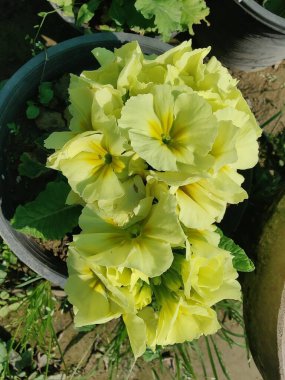Primrose, Primula Vulgaris veya Common Cowslip