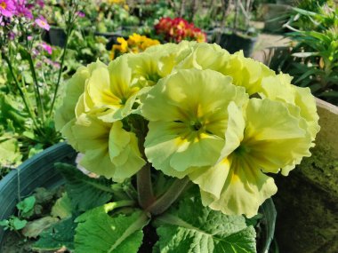 Primrose, Primula Vulgaris veya Common Cowslip