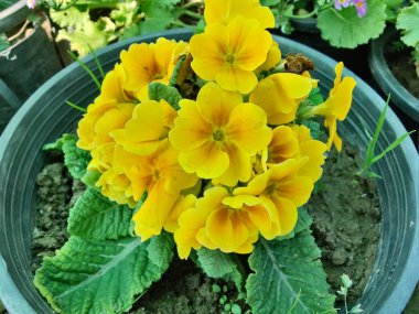 Primrose, Primula Vulgaris veya Common Cowslip