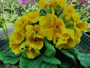 Primrose, Primula Vulgaris veya Common Cowslip