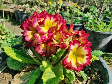 Primrose, Primula Vulgaris veya Common Cowslip