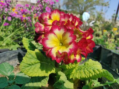 Primrose, Primula Vulgaris veya Common Cowslip