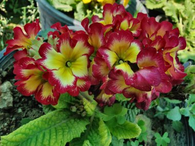 Primrose, Primula Vulgaris veya Common Cowslip