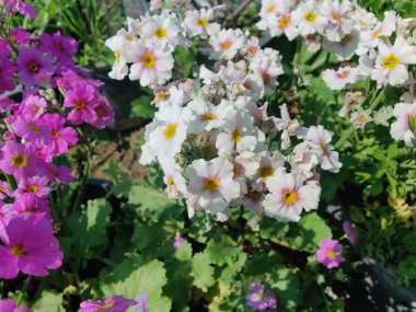 Primrose, Primula Vulgaris veya Common Cowslip