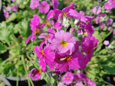 Primrose, Primula Vulgaris veya Common Cowslip