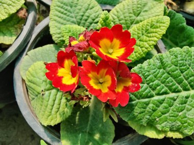 Primrose, Primula Vulgaris veya Common Cowslip