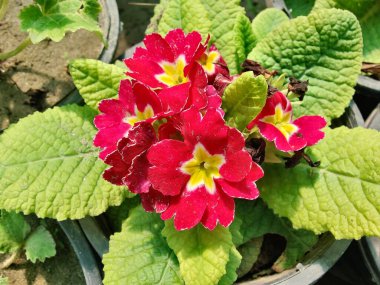 Primrose, Primula Vulgaris veya Common Cowslip
