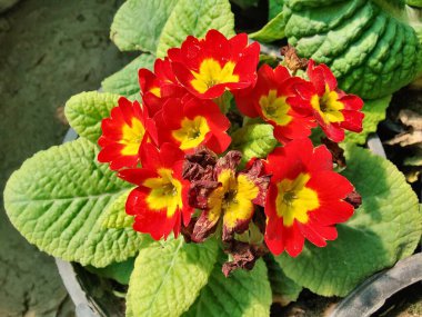 Primrose, Primula Vulgaris veya Common Cowslip