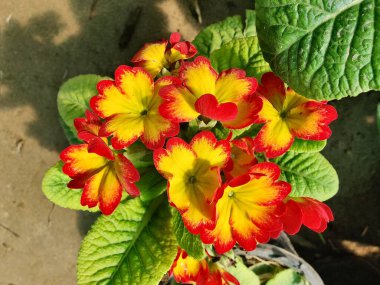 Primrose, Primula Vulgaris veya Common Cowslip