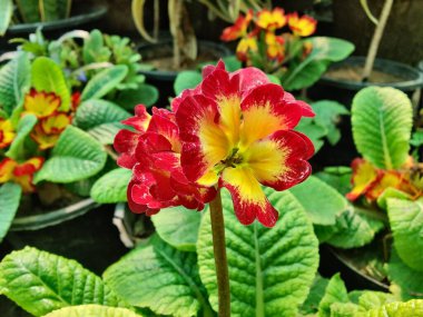 Primrose, Primula Vulgaris veya Common Cowslip