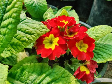 Primrose, Primula Vulgaris veya Common Cowslip