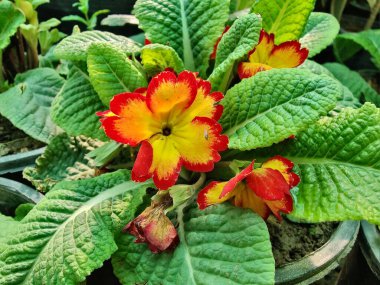 Primrose, Primula Vulgaris veya Common Cowslip