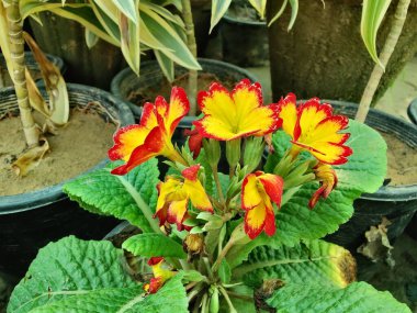 Primrose, Primula Vulgaris veya Common Cowslip