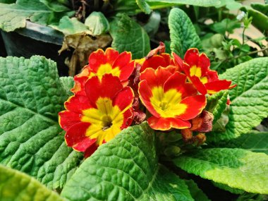 Primrose, Primula Vulgaris veya Common Cowslip