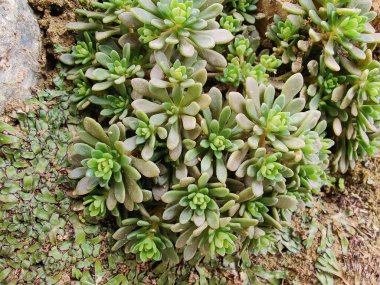 Sedum Caeruleum veya Broadleaf Stonecrop fabrikası