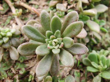 Sedum Caeruleum veya Broadleaf Stonecrop fabrikası