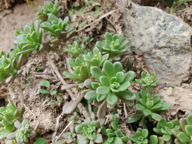 Sedum Caeruleum veya Broadleaf Stonecrop fabrikası