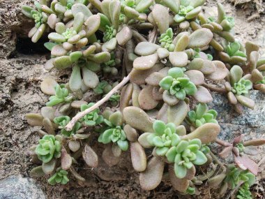 Sedum Caeruleum veya Broadleaf Stonecrop fabrikası