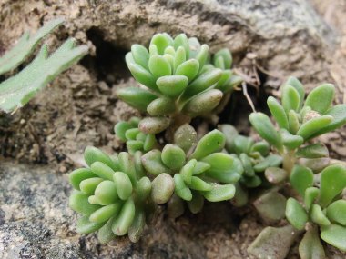 Sedum Caeruleum veya Broadleaf Stonecrop fabrikası