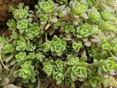 Sedum Caeruleum veya Broadleaf Stonecrop fabrikası