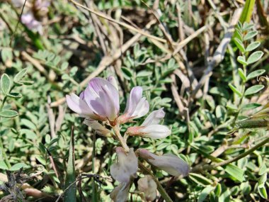Alp sütçüsü ya da Astragalus mercimeği