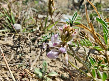 Alp sütçüsü ya da Astragalus mercimeği