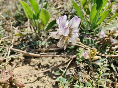 Alp sütçüsü ya da Astragalus mercimeği