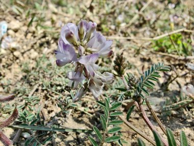 Alp sütçüsü ya da Astragalus mercimeği