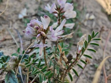Alp sütçüsü ya da Astragalus mercimeği