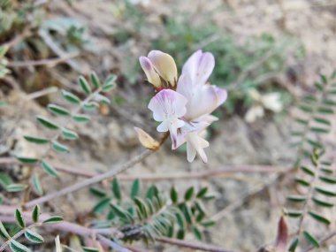 Alp sütçüsü ya da Astragalus mercimeği