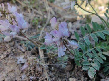 Alp sütçüsü ya da Astragalus mercimeği