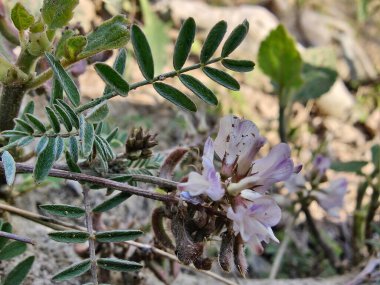 Alp sütçüsü ya da Astragalus mercimeği