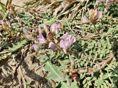 Alp sütçüsü ya da Astragalus mercimeği