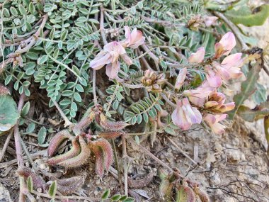Alp sütçüsü ya da Astragalus mercimeği