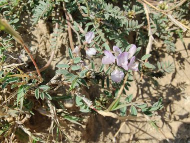 Alp sütçüsü ya da Astragalus mercimeği