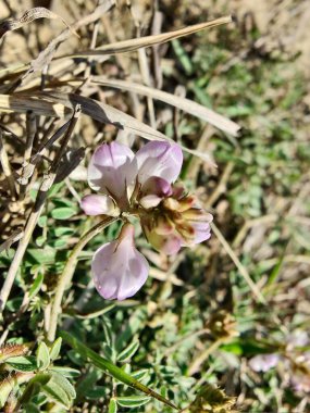 Alp sütçüsü ya da Astragalus mercimeği