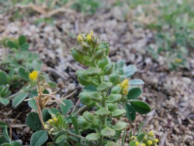 Desert Madwort mu yoksa Alyssum Çölü mü?