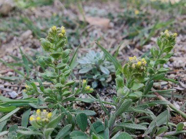 Desert Madwort mu yoksa Alyssum Çölü mü?