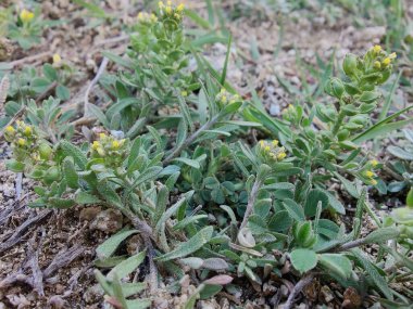 Desert Madwort mu yoksa Alyssum Çölü mü?