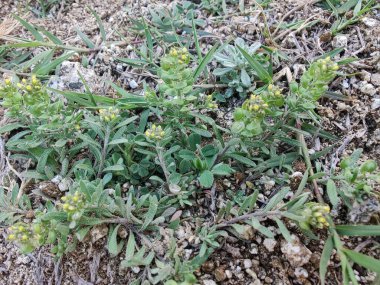 Desert Madwort mu yoksa Alyssum Çölü mü?