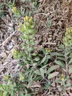 Desert Madwort mu yoksa Alyssum Çölü mü?