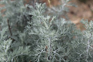 Deniz Wormwood veya Artemisia Maritima