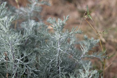 Deniz Wormwood veya Artemisia Maritima