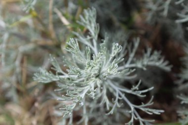Deniz Wormwood veya Artemisia Maritima