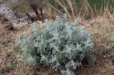 Deniz Wormwood veya Artemisia Maritima