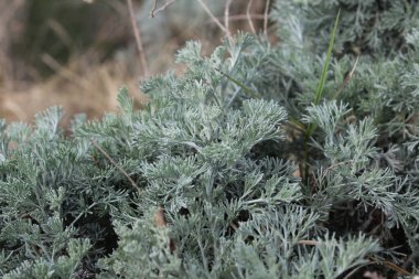 Deniz Wormwood veya Artemisia Maritima